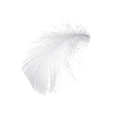 Güzel tüylü kuş tüyü beyazda izole edilmiş.