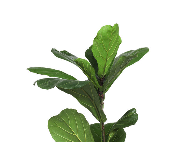 Fiddle Fig or Ficus Lyrata plant with green leaves on white background, closeup