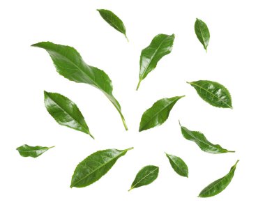 Taze yeşil çay yaprakları beyaz arkaplana düşüyor