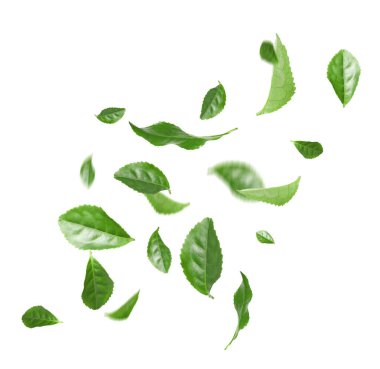 Taze yeşil çay yaprakları beyaz arkaplana düşüyor