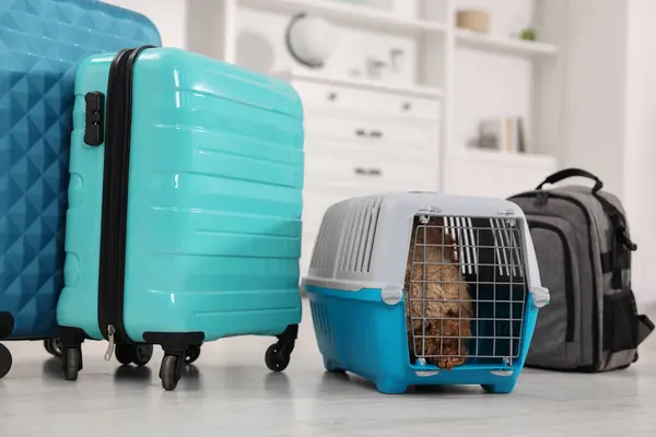 Travel with pet. Cute dog in carrier among suitcases at home