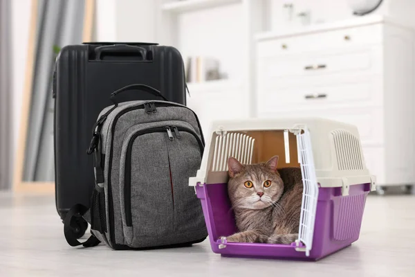 Travel with pet. Cute cat in carrier, backpack and suitcase at home