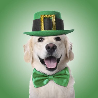 Aziz Patrick Günü kutlaması. Yeşil arka planda cüce şapkalı ve papyonlu sevimli Golden Retriever köpeği.
