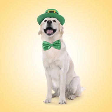 Aziz Patrick Günü kutlaması. Sarı arka planda cüce şapkalı ve papyonlu sevimli Golden Retriever köpeği.