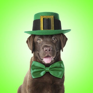 Aziz Patrick Günü kutlaması. Yeşil arka planda leprikon şapkalı ve papyonlu şirin çikolatalı Labrador köpeği.