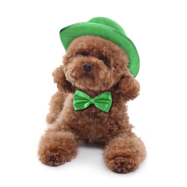 Aziz Patrick Günü kutlaması. Beyaz cüce şapkalı ve yeşil papyonlu sevimli Maltipoo köpeği.