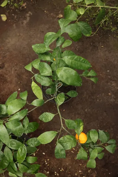 Potted tangerine tree with ripe fruit in greenhouse, top view