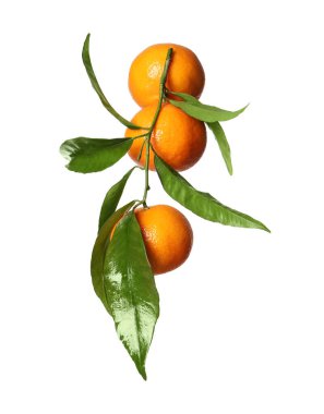 beyaz izole yeşil yaprakları ile taze mandalina