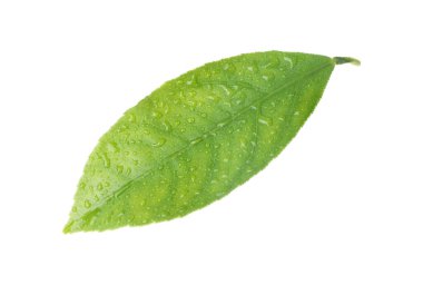 Taze yeşil narenciye yaprağı ve beyaz üzerine su damlaları.