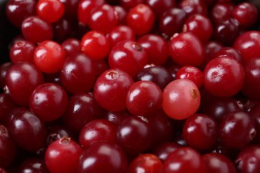 Arka plan olarak taze kızılcıklar, yakın çekim görüntüsü