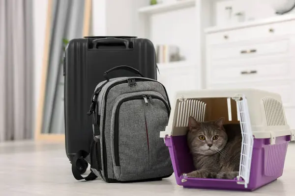 Travel with pet. Cute cat in carrier, backpack and suitcase at home