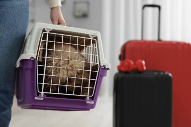 Evcil hayvanla seyahat et. Evde köpeği olan bir kadın var, yakın plan.