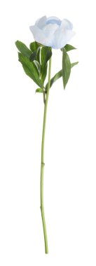 Beyaz arka planda yeşil yapraklı güzel açık mavi şakayık.