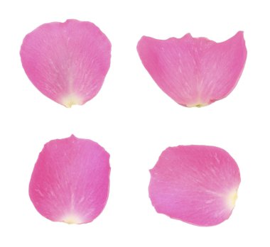 Pembe gül yaprakları beyaza izole edilmiş.