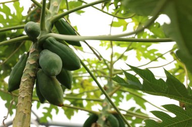 Seradaki ağaçta yetişen olgunlaşmamış papaya meyveleri. Düşük açı.