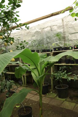 Serada birçok farklı güzel bitki yetişiyor.