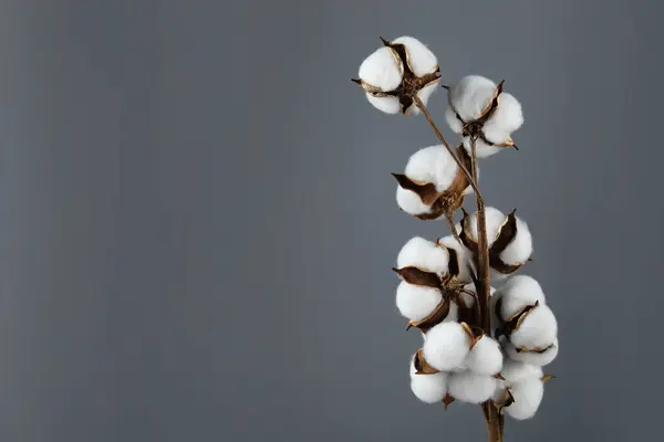 Beautiful cotton branch with fluffy flowers on grey background, space for text