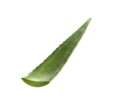 Bir aloe vera yaprağı beyaza izole edilmiş.