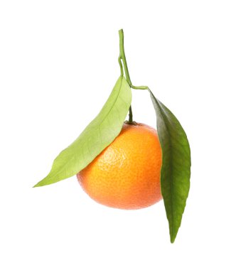 Yeşil yapraklı taze bir mandalina beyaza izole edilmiş.