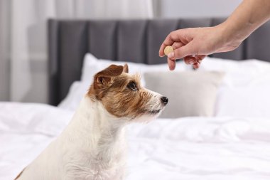 Sahibi evcil hayvanına vitamin veriyor, yakın plan.