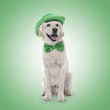 Aziz Patrick Günü kutlaması. Yeşil arka planda şapkası ve papyonu olan sevimli Golden Retriever köpeği.