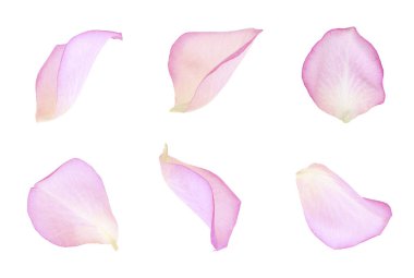 Pembe gül yaprakları beyaza izole edilmiş.