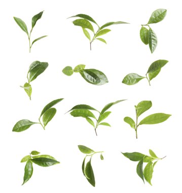 Taze yeşil çay yaprakları beyaz üzerine izole edilmiş.