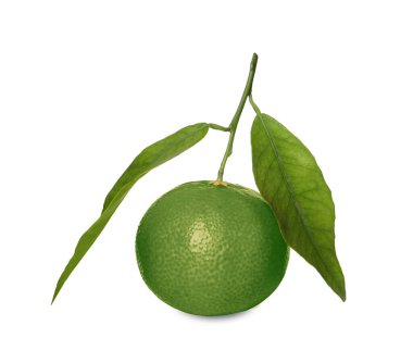 Yeşil mandalina beyaza izole edilmiş. Citrus meyvesi.