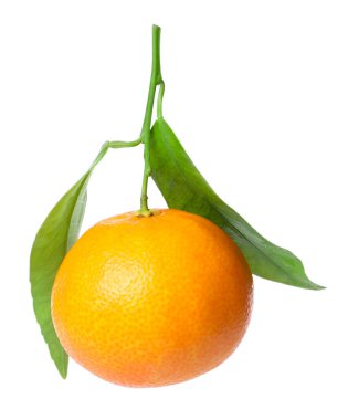 Yeşil yapraklı taze bir mandalina beyaza izole edilmiş.