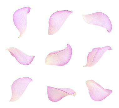 Pembe gül yaprakları beyaza izole edilmiş.