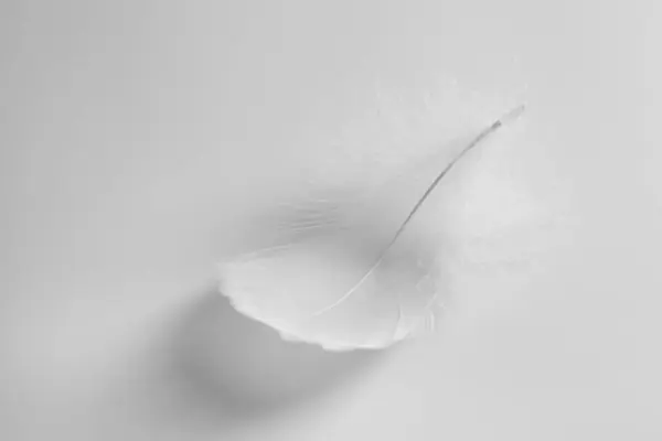 白色背景上美丽的绒毛鸟羽毛 — 图库照片