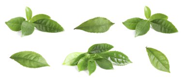 Taze yeşil çay yaprakları beyaz üzerine izole edilmiş.