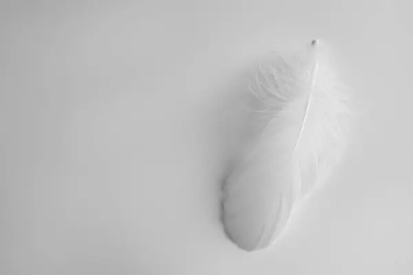 美丽的绒毛鸟羽毛白色的背景 顶部的视野 案文的篇幅 — 图库照片