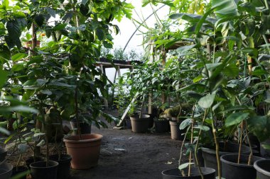 Serada bir sürü güzel saksı bitkisi var.