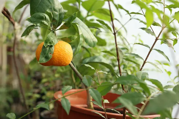Potted tangerine tree with ripe fruit in greenhouse