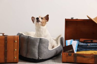 Evcil hayvanla seyahat et. Köpek, elbiseler, pasaport, biletler ve bavullar içeride.