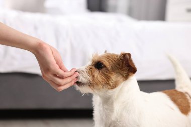 Sahibi evcil hayvanına vitamin veriyor, yakın plan.