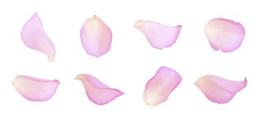 Pembe gül yaprakları beyaza izole edilmiş.