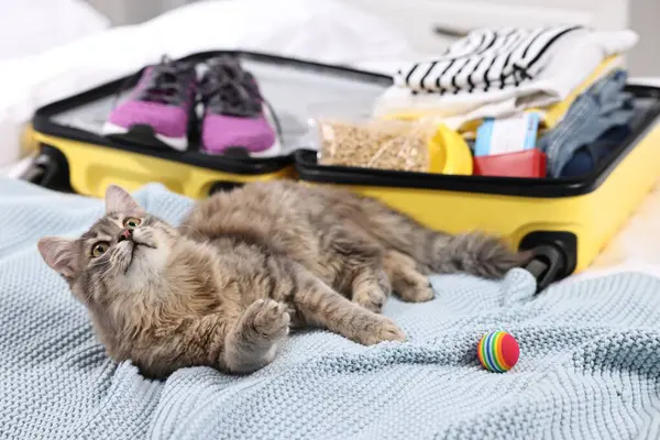 Travel with pet. Cat, ball, clothes and suitcase on bed indoors