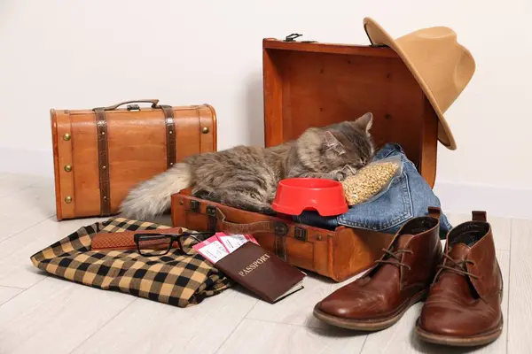 Travel with pet. Cat, clothes, passport, tickets, dry food and suitcases indoors