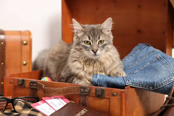 Travel with pet. Cat, clothes, passport, tickets and suitcases indoors