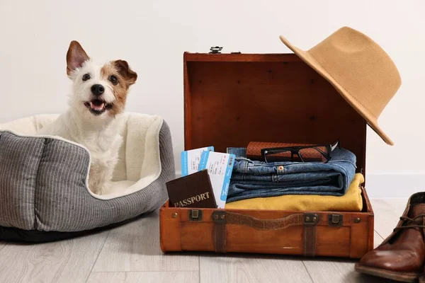 Travel with pet. Dog, clothes, passport, tickets and suitcase indoors