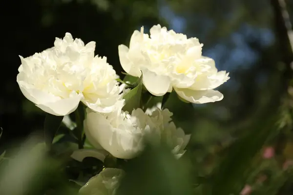 Vista Cerca Del Floreciente Arbusto Peonía Blanca Aire Libre —  Fotos de Stock
