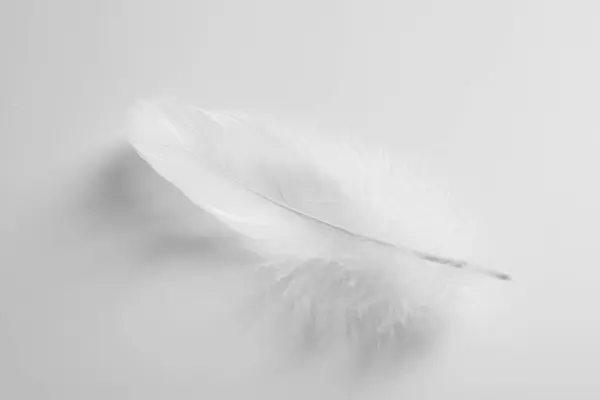 白色背景上美丽的绒毛鸟羽毛 顶视图 — 图库照片
