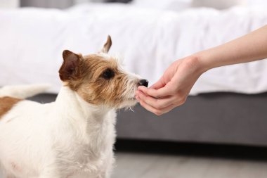 Sahibi evcil hayvanına vitamin veriyor, yakın plan.