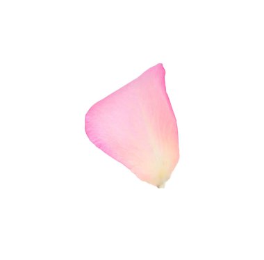 Yumuşak pembe gül yaprağı beyaz üzerinde izole