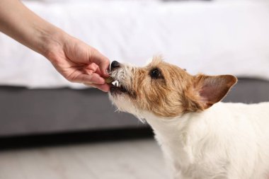 Sahibi evcil hayvanına vitamin veriyor, yakın plan.