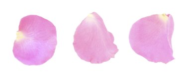 Pembe gül yaprakları beyaza izole edilmiş.