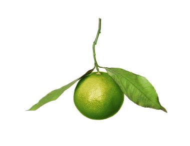 Yeşil mandalina beyaza izole edilmiş. Citrus meyvesi.