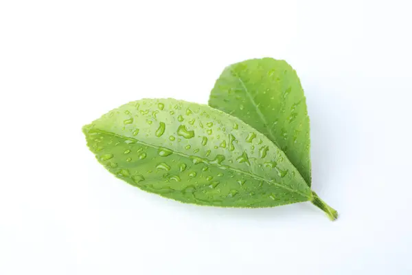 Folhas Cítricas Verdes Frescas Com Gotas Água Isoladas Branco — Fotografia de Stock